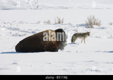 Amerikanische Bisons Buffalo Bison Bison Erwachsener in Schnee und Coyote Canis Latrans Yellowstone National Park in Wyoming USA Stockfoto