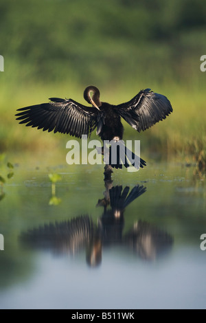 Anhinga Anhinga Anhinga weiblich putzen Sinton Fronleichnam Coastal Bend, Texas USA Stockfoto