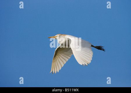 Kuhreiher Bubulcus Ibis Erwachsenen während des Fluges Sinton Fronleichnam Coastal Bend, Texas USA Stockfoto