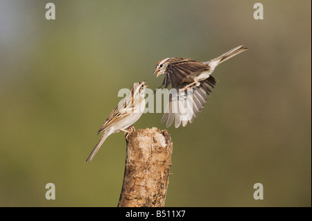Chipping Sparrow Spizella Passerina Erwachsene kämpfen Sinton Fronleichnam Coastal Bend, Texas USA Stockfoto