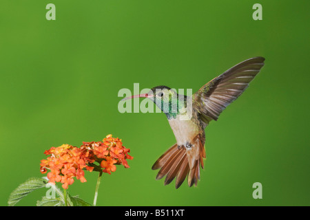 Buff-bellied Kolibri Amazilia Yucatanenensis Männchen ernähren sich von Lantana Sinton Fronleichnam Coastal Bend, Texas USA Stockfoto