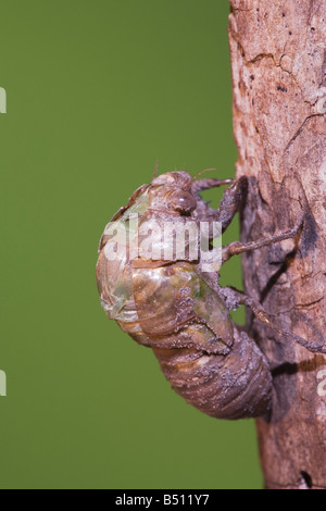 Zikade Tibicen Resh Erwachsenen aus Nymphe Haut Sinton Fronleichnam Coastal Bend, Texas USA Stockfoto