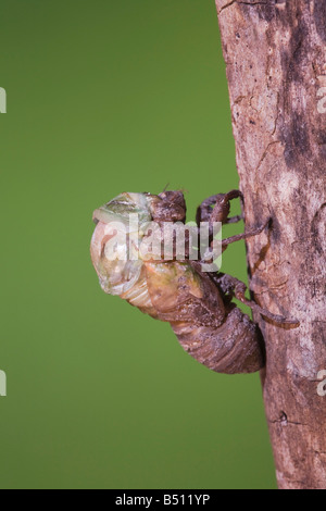 Zikade Tibicen Resh Erwachsenen aus Nymphe Haut Sinton Fronleichnam Coastal Bend, Texas USA Stockfoto