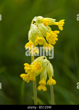 Schlüsselblumen Primula veris Stockfoto