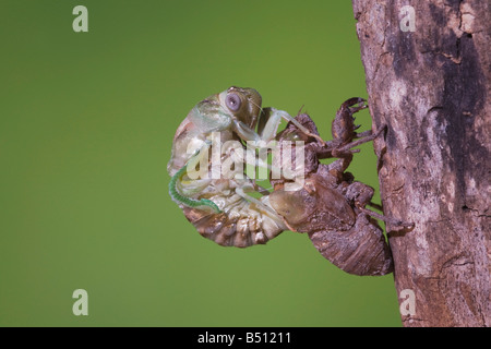 Zikade Tibicen Resh Erwachsenen aus Nymphe Haut Sinton Fronleichnam Coastal Bend, Texas USA Stockfoto