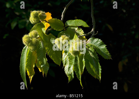 Spiky geschälten Früchte süß Kastanie Castanea sativa Stockfoto