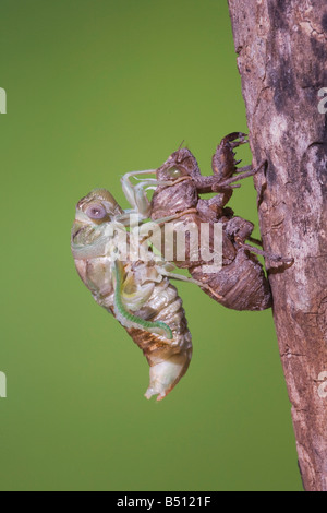 Zikade Tibicen Resh Erwachsene entsprang Nymphe Haut trocknen Flügel Sinton Fronleichnam Coastal Bend, Texas USA Stockfoto