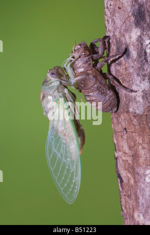 Zikade Tibicen Resh Erwachsene entsprang Nymphe Haut trocknen Flügel Sinton Fronleichnam Coastal Bend, Texas USA Stockfoto