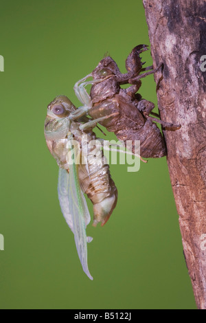 Zikade Tibicen Resh Erwachsene entsprang Nymphe Haut trocknen Flügel Sinton Fronleichnam Coastal Bend, Texas USA Stockfoto