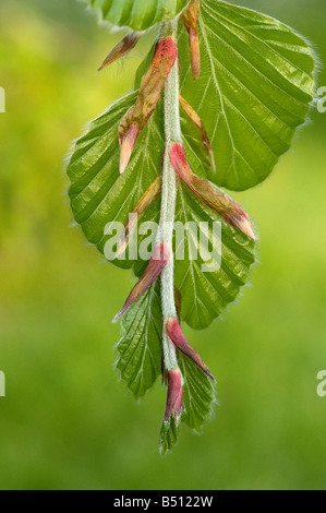 Buche Fagus Sylvatica verlässt Anfang im Frühjahr mit rötlich braunen Knospenschuppen noch vorhanden Stockfoto