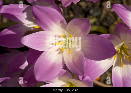 Blüten der Herbstzeitlose Colchicum in Sonne Ende September öffnen Stockfoto