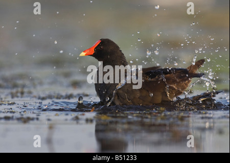 Gemeinsamen Moorhen Gallinula Chloropus Erwachsenen Baden Sinton Fronleichnam Coastal Bend, Texas USA Stockfoto