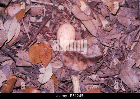 Gemeinsame Pauraque Nyctidromus Albicollis Ei und frisch geschlüpften Jungen im Nest Sinton Fronleichnam Coastal Bend, Texas USA Stockfoto