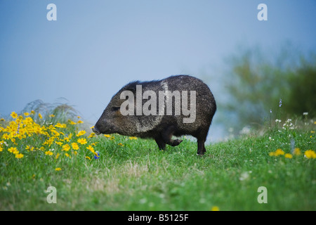 Halsband Peccary Javelina Tayassu Tajacu Erwachsener im Bereich der Huisache Daisy Sinton Fronleichnam Coastal Bend Texas USA Stockfoto