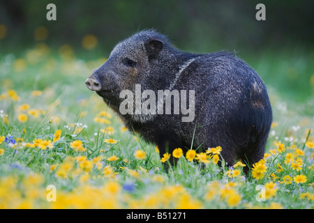 Halsband Peccary Javelina Tayassu Tajacu Erwachsener im Bereich der Huisache Daisy Sinton Fronleichnam Coastal Bend Texas USA Stockfoto