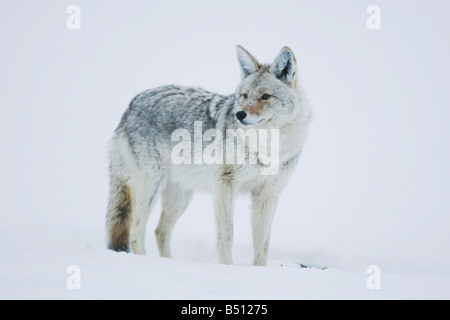 Coyote Canis Latrans Erwachsener im Schnee Yellowstone National Park in Wyoming USA Stockfoto