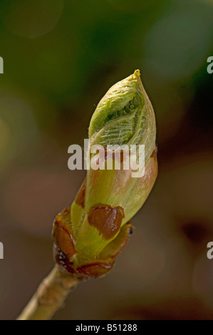 Klebrige Knospe der Rosskastanie Aesculus Hippocastanum öffnen Stockfoto