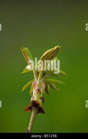 Klebrige Knospe der Rosskastanie Aesculus Hippocastanum Eröffnung mit Blätter unfurling gefaltet Stockfoto