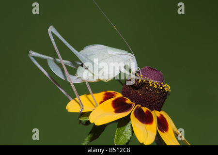 Größere Anglewing Grashuepfer Microcentrum Rhombifolium weiblich Fütterung auf Sonnenhut Fronleichnam Coastal Bend, Texas USA Stockfoto