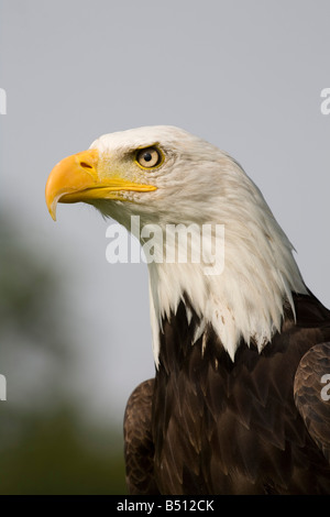 Weißkopfseeadler Haliaeetus Leucocephalus Gefangenen Vogel Stockfoto