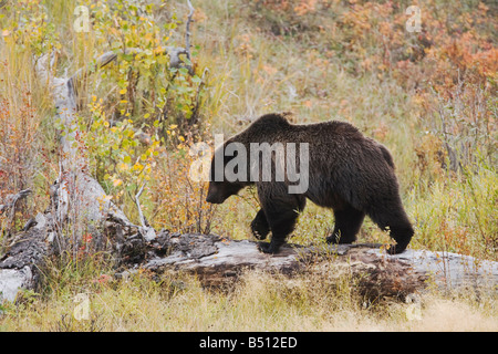 Grizzly Bear Ursus Arctos Horribilis Erwachsenen Yellowstone Nationalpark Wyoming USA Stockfoto