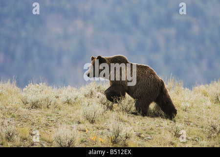 Grizzly Bear Ursus Arctos Horribilis Erwachsenen Yellowstone Nationalpark Wyoming USA Stockfoto