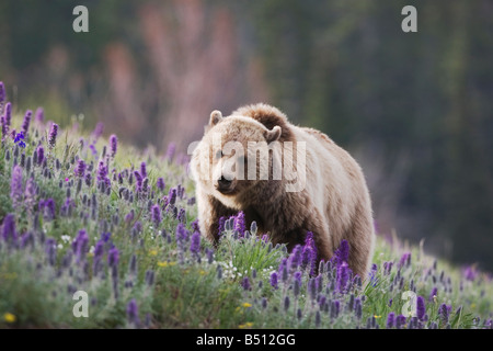 Grizzly Bear Ursus Arctos Horribilis Erwachsenen in lila Fransen Phacelia Sericea Blumen Yellowstone National Park in Wyoming USA Stockfoto