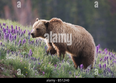 Grizzly Bear Ursus Arctos Horribilis Erwachsenen in lila Fransen Phacelia Sericea Blumen Yellowstone National Park in Wyoming USA Stockfoto