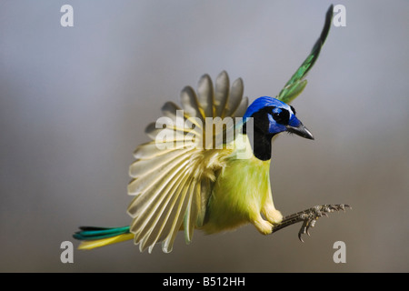 Grün Jay Cyanocorax Yncas Erwachsenen während des Fluges Sinton Fronleichnam Coastal Bend, Texas USA Stockfoto