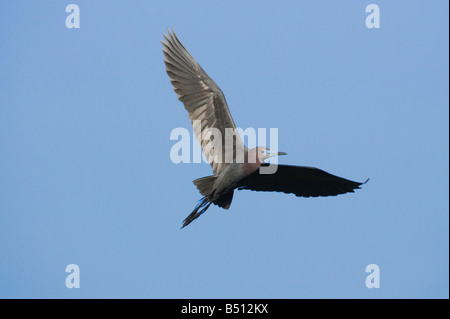 Kleine blaue Reiher Egretta Caerulea Erwachsenen während des Fluges Sinton Fronleichnam Coastal Bend, Texas USA Stockfoto