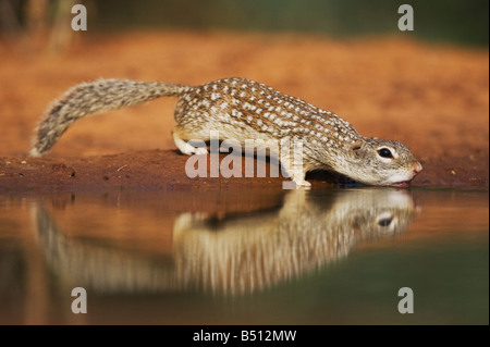 Mexikanischer Ziesel Spermophilus Mexicanus Erwachsenen Trinken Sinton Fronleichnam Coastal Bend, Texas USA Stockfoto