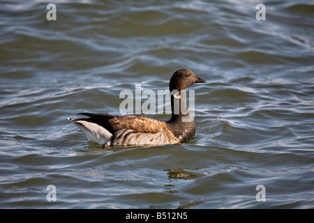 Brent Goose Branta Bernicla schwimmen Stockfoto