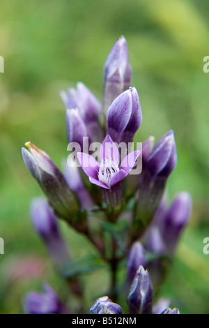 Chiltern Enzian Gentianella Germanica chilterns Stockfoto