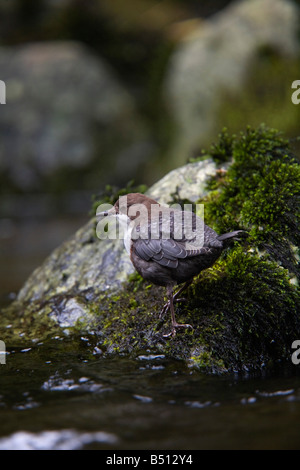 Wasseramsel Cinclus Cinclus in einen Stream-devon Stockfoto