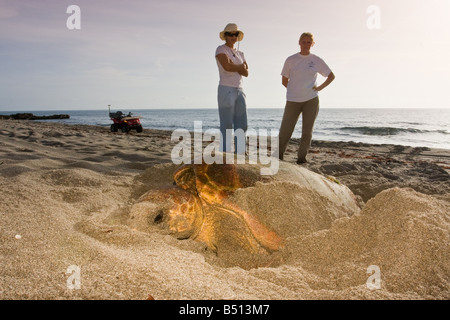 Ein Erwachsener Karettschildkröte nistet ein am späten Vormittag an einem Strand in Florida USA Stockfoto