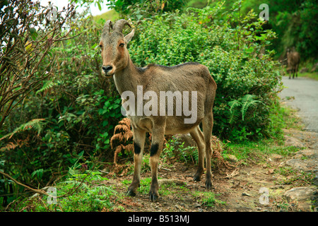 Nilgiri Tahr oder Nilgiri Steinbock oder Steinbock (Nilgiritragus Hylocrius) in die Nilgiri Hills von Kerala Indien heimisch Stockfoto