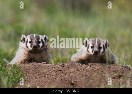 Amerikanischer Dachs Taxidea Taxus Young in Den Rocky Mountain National Park Colorado USA Stockfoto