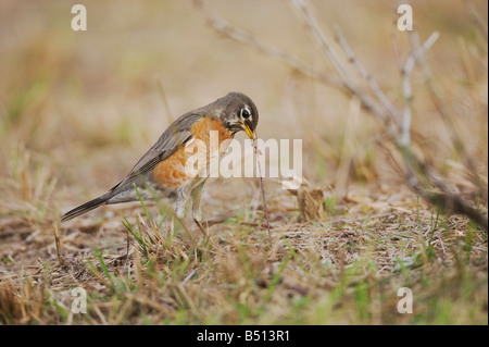 American Robin Turdus Migratorius Erwachsener weiblichen ziehende Wurm Beute Sinton Fronleichnam Coastal Bend, Texas USA Stockfoto