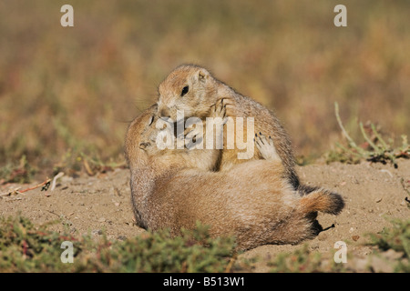 Schwarz-angebundene Präriehund Cynomys sich jung an Den Spielen von Theodore Roosevelt Nationalpark Badlands North Dakota USA Stockfoto