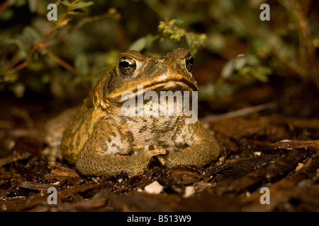 Riesige Bufo Kröte oder marine Kröte Stockfoto