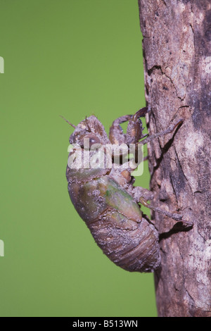 Zikade Tibicen Resh Larven auf Baumstamm Sinton Fronleichnam Coastal Bend, Texas USA Stockfoto