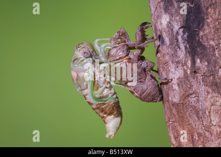 Zikade Tibicen Resh Erwachsene entsprang Nymphe Haut trocknen Flügel Sinton Fronleichnam Coastal Bend, Texas USA Stockfoto