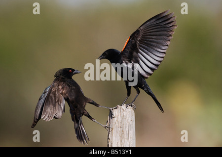 Braungebrannte Kuhstärlinge Molothrus aeneus und Rotschulterstärling Agelaius Phoeniceus kämpfen Fronleichnam Coastal Bend Texas, USA Stockfoto