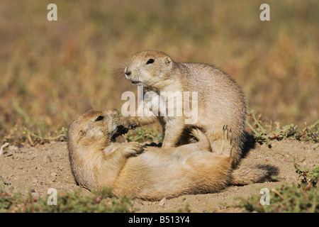 Schwarz-angebundene Präriehund Cynomys sich jung an Den Spielen von Theodore Roosevelt Nationalpark Badlands North Dakota USA Stockfoto