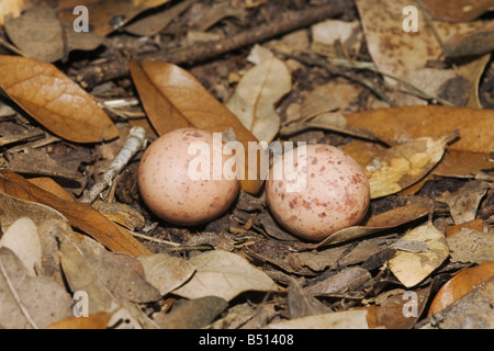 Gemeinsame Pauraque Nyctidromus Albicollis Eiern im Nest Sinton Fronleichnam Coastal Bend, Texas USA Stockfoto