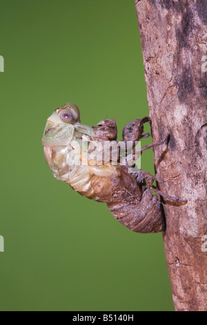 Zikade Tibicen Resh Erwachsenen aus Nymphe Haut Sinton Fronleichnam Coastal Bend, Texas USA Stockfoto