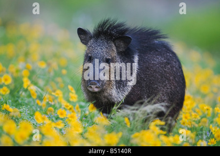 Halsband Peccary Javelina Tayassu Tajacu Erwachsener im Bereich der Huisache Daisy Sinton Fronleichnam Coastal Bend Texas USA Stockfoto