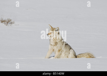 Coyote Canis Latrans Erwachsener im Schnee Yellowstone National Park in Wyoming USA Stockfoto