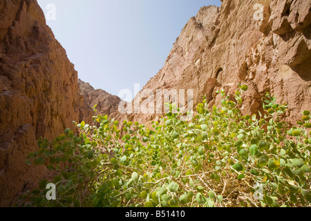 Dürreresistente Wilde Feigen Pflanzen in den Bergen der Wüste Sinai in der Nähe von Dahab in Ägypten Stockfoto