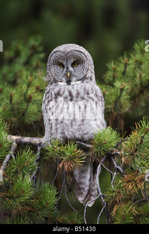 Große graue Eule Strix Nebulosa Erwachsenen Kiefer Yellowstone National Park in Wyoming USA Stockfoto